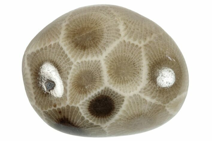 Small Polished Petoskey Stones (Fossil Coral) - Michigan - Photo 1